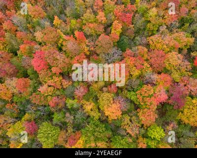 Couleurs d'automne de l'Ontario pendant l'automne. Les arbres vibrants créent une belle palette de couleurs d'artiste ; London, Ontario, Canada Banque D'Images