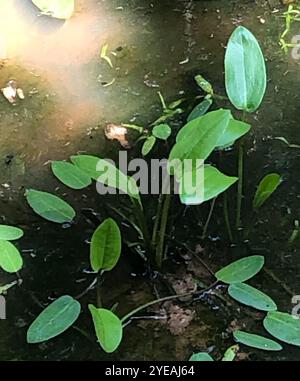 Plantain aquatique américain (Alisma subcordatum) Banque D'Images
