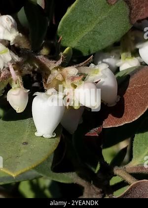 Baies et manzanitas (Arctostaphylos) Banque D'Images