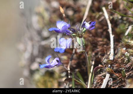 Marie géante aux yeux bleus (Collinsia grandiflora) Banque D'Images