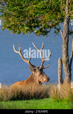Cerf rouge (Cervus elaphus) cerf avec de gros bois reposant sous l'arbre dans les prairies sur la rive du lac pendant l'ornière en automne / automne Banque D'Images