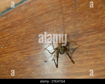 Cricket de chameau de serre (Tachycines asynamorus) Banque D'Images