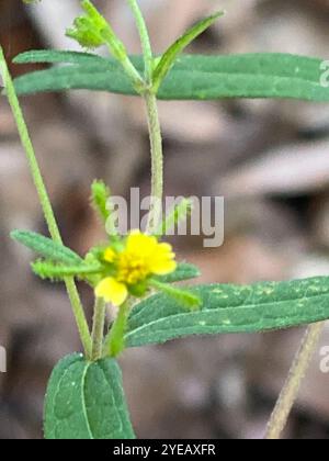 Millepertuis oriental (Sigesbeckia orientalis) Banque D'Images