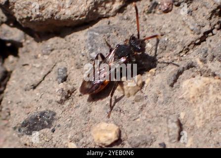 Abeille nomade de Fabricius (Nomada fabriciana) Banque D'Images