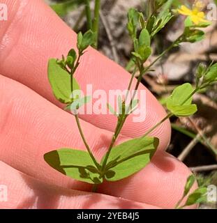 Nain, John's Wort (Hypericum mutilum) Banque D'Images