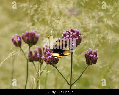 Pensée jaune africaine (Junonia hierta cebrene) Banque D'Images