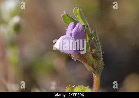 Vesces de printemps (Vicia lathyroides) Banque D'Images
