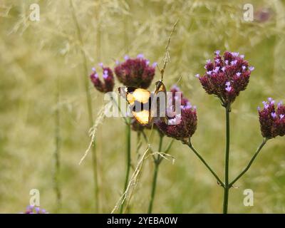 Pensée jaune africaine (Junonia hierta cebrene) Banque D'Images