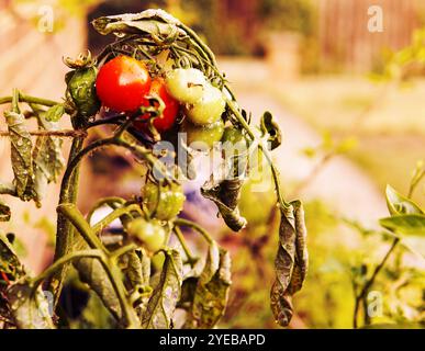 Bouquet de tomates poussant sur la vigne dans le jardin de la maison pour la croissance organique Banque D'Images