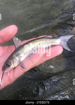 La barbue de rivière (Ictalurus punctatus) Banque D'Images