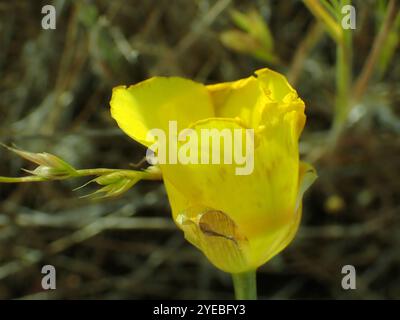 Lis de Mariposa jaune (Calochortus luteus) Banque D'Images