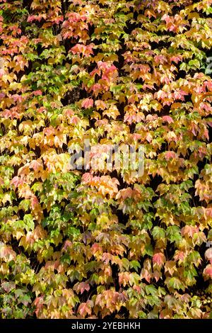 Boston Ivy (Parthenocissus tricuspidata) poussant sur un mur de bâtiment, Londres, Royaume-Uni Banque D'Images