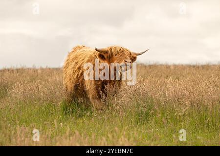 Highland Cow mangeant dans un champ d'herbe en Écosse Banque D'Images