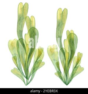 Deux illustrations d'algues de raisins de mer dans des couleurs vert jaune. Aquarelle varech, algues aux feuilles délicates pour les projets sous-marins et côtiers, thèmes de vie marine, emballages et matériaux imprimés Banque D'Images