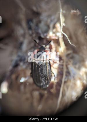 Chat Carrion Beetle (Oiceoptoma noveboracense) Banque D'Images