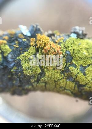 Punaise Sunburst lichen (Polycauliona polycarpa) Banque D'Images