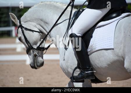 Un gros plan d'un cheval laurier en tack de dressage dans l'anneau au cours d'un test de complétion. Banque D'Images