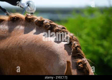 Un gros plan de la crinière d'un cheval marron composé de plusieurs tresses serrées nécessaires pour le spectacle de chevaux de dressage. Banque D'Images