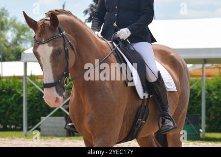 Gros plan d'un cavalier de dressage tenant les rênes et sur le point de participer à un test de spectacle équestre. Banque D'Images