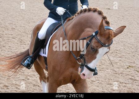 Gros plan d'un cheval de baie avec un flambeau blanc alors que le cavalier se prépare à entrer sur l'anneau de dressage pour une compétition. Banque D'Images