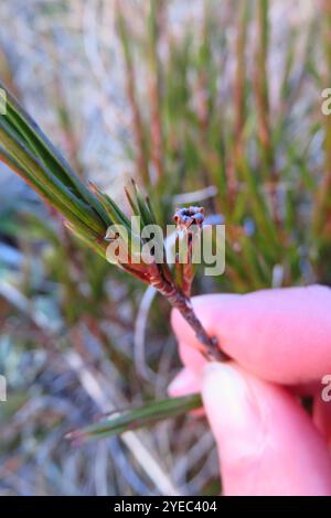 Inaka (Dracophyllum longifolium) Banque D'Images