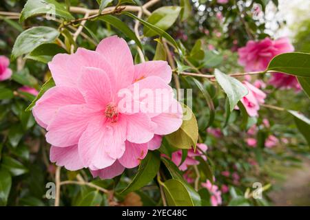 Détail de fleurs de camélia roses sur une plante poussant dans les bois près d'Ambleside, Lake District, Royaume-Uni Banque D'Images