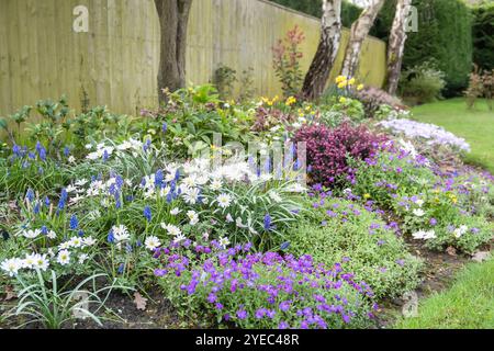 Plantes à fleurs printanières (Anemone blanda, Muscari et Aubrieta) dans un parterre de jardin, Royaume-Uni Banque D'Images