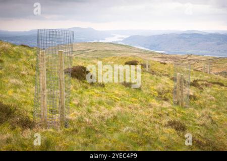 Reboisement, nouveaux arbres plantés sur Wansfell Pike près d'Ambleside, Lake District, Cumbria, Royaume-Uni Banque D'Images