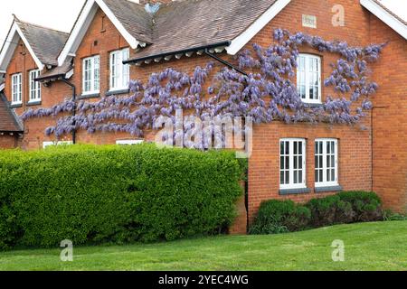 Arbre Wisteria en fleur, poussant sur le mur extérieur sur le devant d'une maison anglaise, Royaume-Uni Banque D'Images