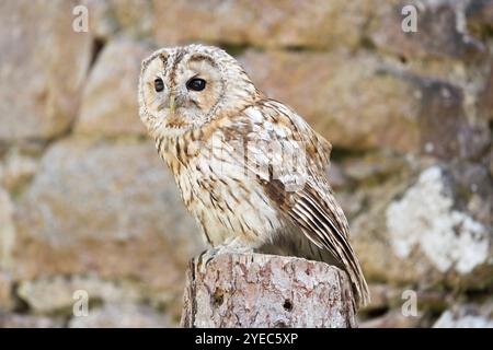 Hibou Tawny (Strix aluco) debout sur une perche, Cumbria, Royaume-Uni Banque D'Images