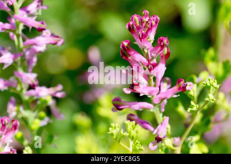 fumaria officinalis (fumaria officinalis), gros plan d'un pic isolé des longues fleurs violettes de la plante commune des marges des champs et des déchets de sol. Banque D'Images