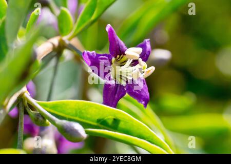 Duke of Argyll's Tea Plant (lycium chinense ou lycium barbarum), gros plan d'une seule fleur violette de l'arbuste rare isolé du fond Banque D'Images