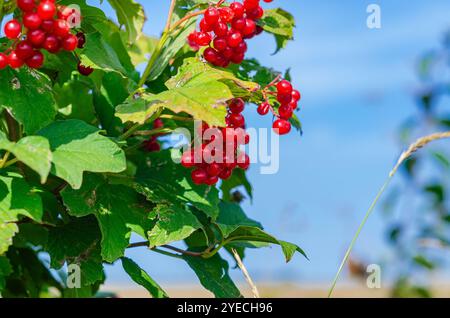 Bouquet de baies de viburnum rouge avec des feuilles vertes. Fond de ciel bleu. Carte postale d'automne, économiseur d'écran Banque D'Images