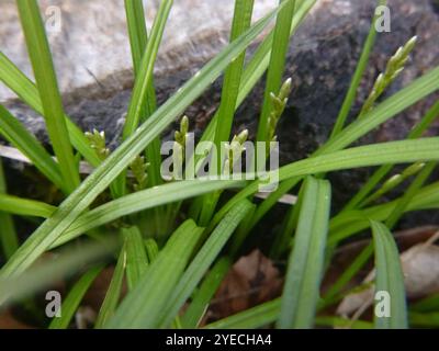 Herbe alpine (Carex brizoides) Banque D'Images