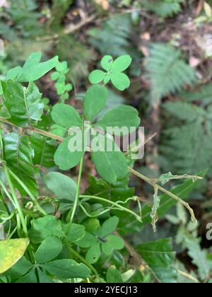 Crampon chilien (Tropaeolum speciosum) Banque D'Images