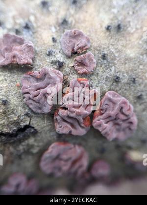 Champignon du cerveau des arbres rouges (Peniophora rufa) Banque D'Images