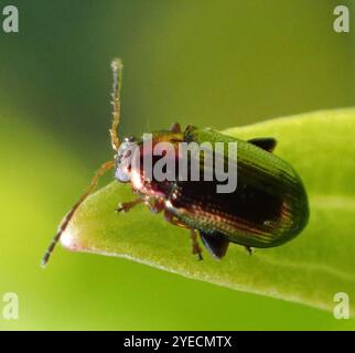 Coléoptère aux puces du saule (Crepidodera aurata) Banque D'Images