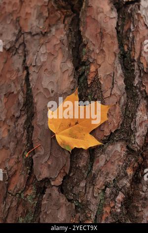 Feuille d'automne jaune sur fond d'écorce de pin. Feuille tombée coincée dans l'écorce d'un arbre voisin. Fond d'automne naturel. Couleurs d'automne en th Banque D'Images