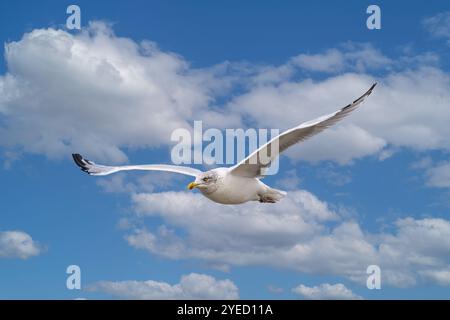 Portrait d'un Goéland argenté volant, Larus argentatus, montrant les caractéristiques spécifiques d'un grand bec jaune avec une pointe rouge et une tache blanche dans la pointe noire du t Banque D'Images