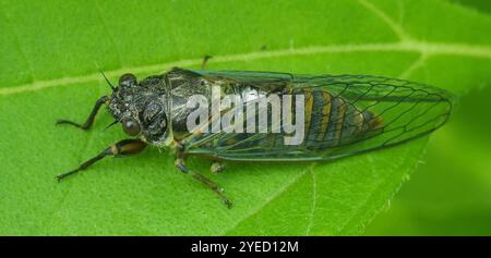 Nouvelle Forêt Cigale (Cicadetta montana) Banque D'Images