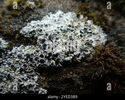 Lichen à yeux noirs (Tephromela atra) Banque D'Images