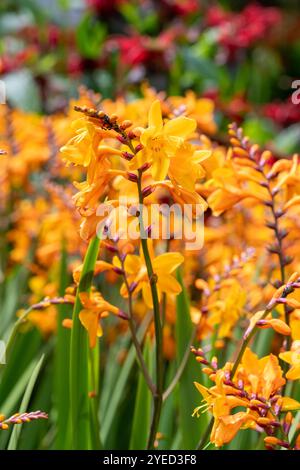 Gros plan des fleurs de Columbus montbretia (crocosmia x crocosmiiflora) en fleurs Banque D'Images