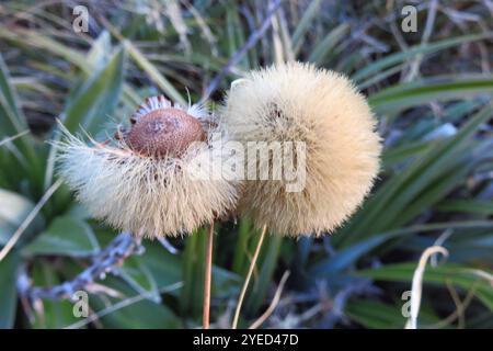 Grande Marguerite des montagnes (Celmisia semicordata) Banque D'Images