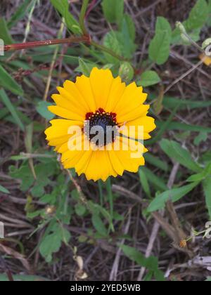 Graine dorée (Coreopsis basalis) Banque D'Images