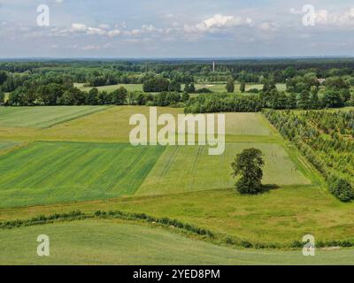 Un arbre sur fond de champs verts en Europe centrale Banque D'Images
