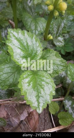 Archange jaune panaché (Lamium galeobdolon argentatum) Banque D'Images