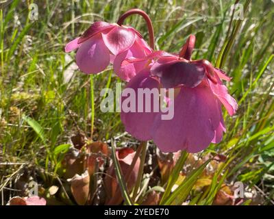 Usine de pichets du sud de Burk (Sarracenia rosea) Banque D'Images