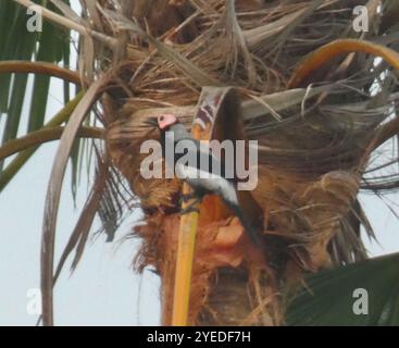 Coleto (Sarcops calvus) Banque D'Images