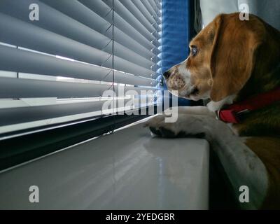 Chien Beagle attendant à la fenêtre, Portrait de chien Banque D'Images