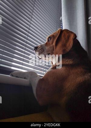 Chien Beagle attendant à la fenêtre, Portrait de chien Banque D'Images